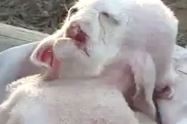 Những[-]sinh[-]vật[-]kỳ[-]dị[-]mang[-]khuôn[-]mặt...[-]"con[-]người"[-]1